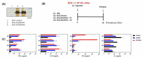 Rv2005c발현 재조합BCG균주의 항결핵 면역활성 분석