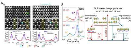 (A) ADF-STEM of pristine and V-doped WSe2 monolayers exfoliated from the crystals. The presence of the V atomic defect are shown in the line profile. (B) Circularly polarized Photoluminescence of V-doped WSe2 encapsulated with top and bottom hBN layers. Simple model of spin-selective coupling between holes and excitons to form trions