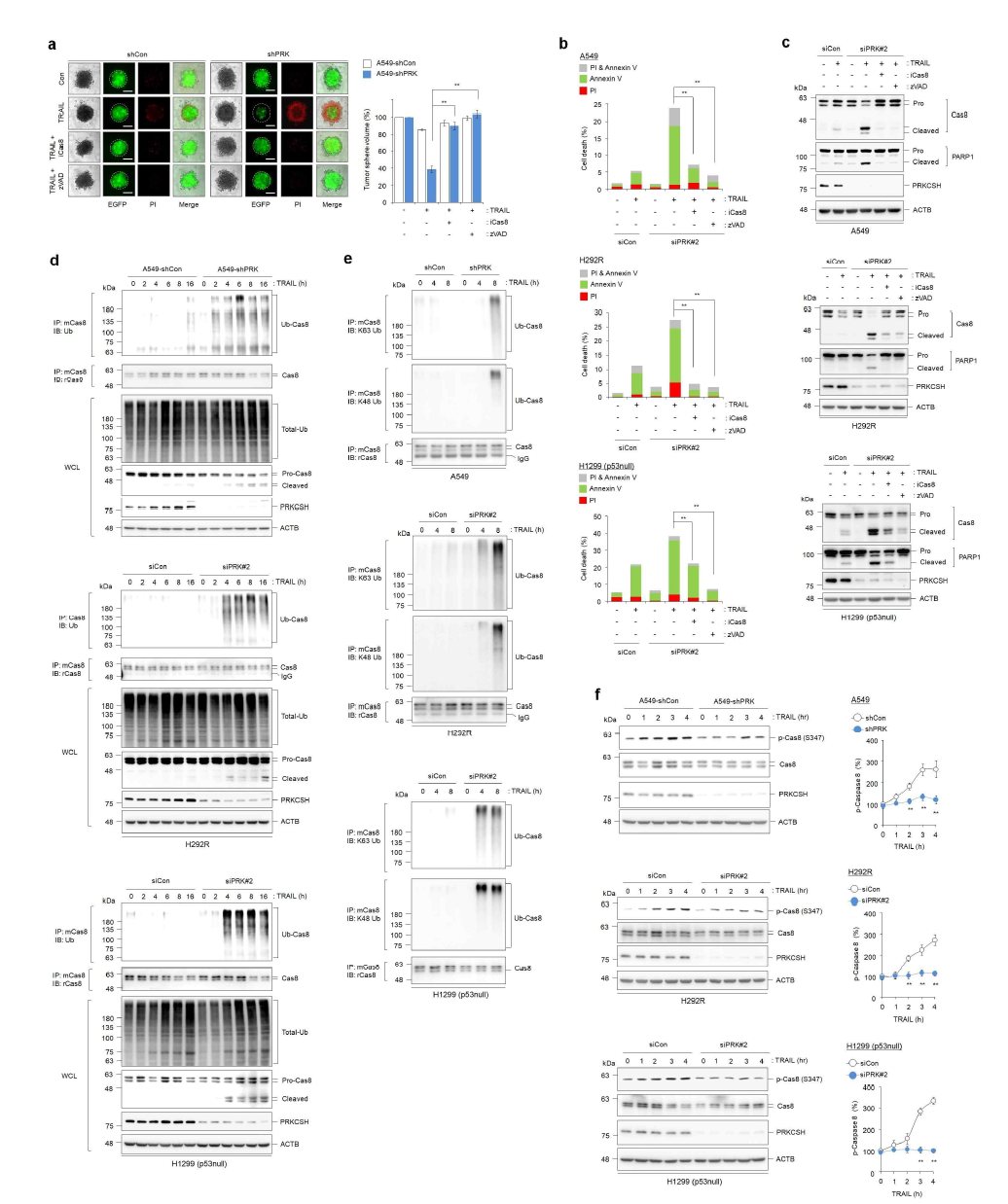 capase 8 활성조절에서 GIIB의 기능 조사