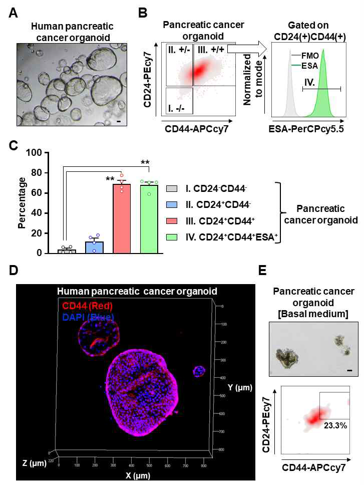 CD44(+)CD24(+)EpCAM(+) cancer-initiating cells (CICs) are enriched in human pancreatic ductal adenocarcinoma (PDAC) organoids. (A) Representative images of human pancreatic cancer organoids. Scale bar, 40 μm. (B) Fluorescence-activated cell sorting (FACS) plot showing surface expression of CD24, CD44, and EpCAM on human pancreatic cancer organoids (N = 4 biological replicates). (C) Quantification of the indicated population in PDAC (N = 4 biological replicates, **P < 0.05, Dunn’s multiple comparisons test). (D) Z-stack image showing CD44 (red) expression in PDAC organoids. (E) (Top) Representative images and (Bottom) FACS analysis data of pancreatic cancer organoids after 3 days of culture in basal media. Scale bar, 40 μm. (JI Choi et al. Cancer Letters, 2021 Feb)