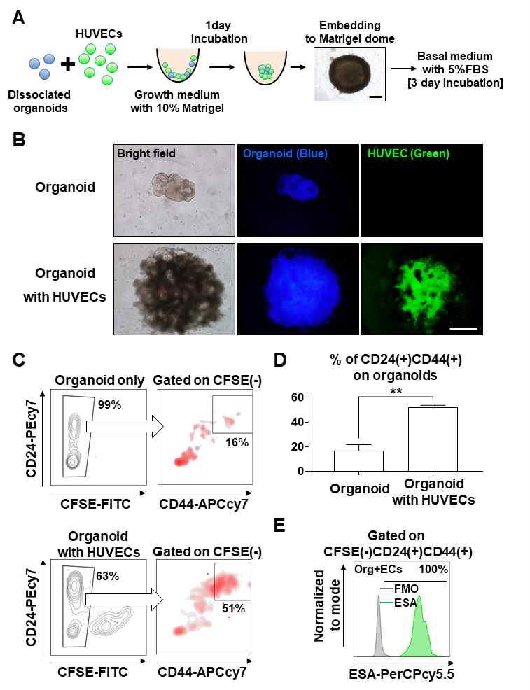 In the absence of growth factor conditions in pancreatic ductal adenocarcinoma (PDAC) organoid, cancer-initiating cells (CICs) are maintained through interaction with endothelial cells. (A) Schematic figure of the experiment. Scale bar, 200 μm. (B) Representative images of PDAC organoid alone and co-cultured PDAC organoid with HUVECs after 3 days of culture in basal medium with 5% FBS. Scale bar, 200 μm. (C) Representative fluorescence-activated cell sorting (FACS) plot showing CFSE(-)CD24(+)CD44(+) cancer cell analysis from organoids. (D) Quantification of the CFSE(-)CD24(+)CD44(+) CICs in PDAC organoid alone and co-culture of PDAC organoid with HUVECs (N = 3 biological replicates, **P < 0.05, Mann-Whitney U test) (E) Percentage of EpCAM(+) cells (in the CFSE(-)CD24(+)CD44(+) CICs gate) was measured after 4 days of co-culture of PDAC organoid with HUVECs. (JI Choi et al. Cancer Letters, 2021 Feb)