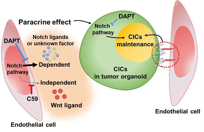 Graphical abstract for mechanism of CICs maintenance by endothelial cells. (JI Choi et al. Cancer Letters, 2021 Feb)