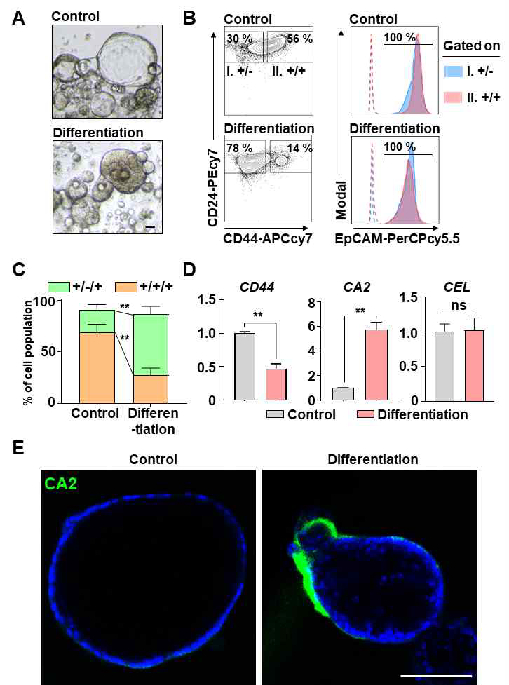 Inhibiting the Wnt/NOTCH pathway caused CD44(+)CD24(+)EpCAM(+) cancer-initiating cells (CICs) to spontaneously differentiate into epithelial ductal carcinomas. (A) Representative bright-field images of control and differentiated cancer organoids. Scale bar, 40 μm. (B) Fluorescence-activated cell sorting (FACS) plot showing the surface expression of CD24, CD44, and EpCAM on human pancreatic cancer organoids and differentiated organoids. (Left) Two groups: (I) CD24(+)CD44(-) and (II) CD24(+)CD44(+) cells. (Right) EpCAM expression levels in the two groups. Dotted lines indicate fluorescence minus one (FMO). (C) Quantification of the CD24(+)CD44(-)EpCAM(+) and CD24(+)CD44(+)EpCAM(+) populations in control and differentiated organoids (N = 3 biological replicates, **P < 0.05, Sidak multiple comparisons test). (D) CD44, CA2, and CEL mRNA levels (N = 3 biological replicates with at least triplicate experiments, **P < 0.05, ns = non-significant, Mann-Whitney U test). (E) Confocal image showing CA2 (green) expression in control and differentiated cancer organoids. Scale bar, 100 μm. (JI Choi et al. Theranostics, 2022 May)