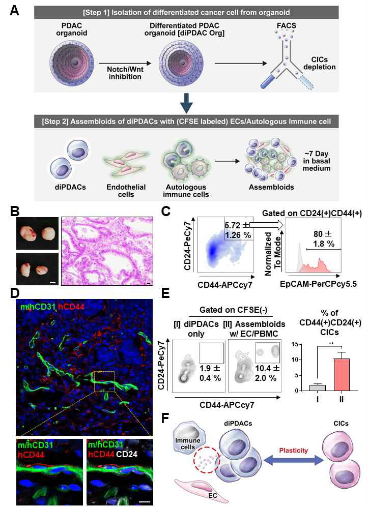 Differentiated CD44(-) cancer cells from PDAC organoids reprogrammed as CICs by endothelial cells and immune cells. (A) Schematic figure of the experiment. [Step 1] Isolation of differentiated cancer cells from PDAC organoids after culture in the differentiation condition. [Step 2] Establishment of assembloids with differentiated cancer cells, endothelial cells, and autologous immune cells, followed by culture for 7 days in basal medium. [Step 3] Analysis of the cancer cell plasticity capacity in vivo and in vitro. (B–D) Xenotransplantation of assembloids after culture in basal medium. (B) (Left) Tumor mass image. Scale bar, 5 mm. (Right) H&E staining. Scale bar 20 μm, (C) Representative FACS plot showing CD24(+)CD44(+) and CD24(+)CD44(+)EpCAM(+) CIC populations from tumor mass. (D) Frozen section image of m/hCD31 (green), hCD44 (red), and hCD24 (white). Scale bar, 10 μm. (E) (Left) Analysis of CIC population after 7-day culture of (I) differentiated PDAC cells (diPDACs) and (II) assembloids containing diPDACs/ECs/autologous immune cells. ECs and immune cells labeled with CFSE dye. (Right) Quantification of the CFSE(-)CD24(+)CD44(+) CIC population (N = 3 biological replicates, **P < 0.05, Mann-Whitney U test) (F) Schematic figure for cancer cell plasticity driven by ECs and immune cells. (JI Choi et al. Theranostics, 2022 May)