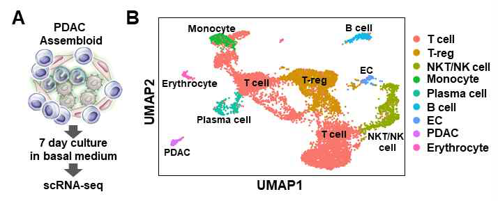 Single-cell RNA-seq analysis of PDAC assembloids containing endothelial cells and autologous immune cells. (A) Graphical figure of single-cell RNA-seq. (B) Clustering of different cell types. (JI Choi et al. Theranostics, 2022 May)