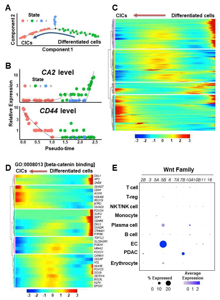 Wnt/β-catenin pathway during the process of cancer cell plasticity using a trajectory analysis. (A) Trajectory analysis of CICs and differentiated ductal cancer cells in the PDAC cluster in the single-cell RNA-seq dataset. (B) CA2 and CD44 levels in the CICs and differentiated ductal cancer cells in the trajectory analysis. (C) Heatmap of the differentially expressed genes during the reprogramming process. The gene list contains the genes that were significantly regulated in States 1, 2, and 3 (P < 0.05, T-test). (D) Heatmap showing GO:0008013 [β-catenin binding] in the differentially expressed gene list. (E) Expression levels of WNT2B, WNT3, WNT5A, WNT6, WNT7A, WNT7B, WNT10A, WNT10B, WNT11, and WNT16 in the PDAC assembloids. (JI Choi et al. Theranostics, 2022 May)