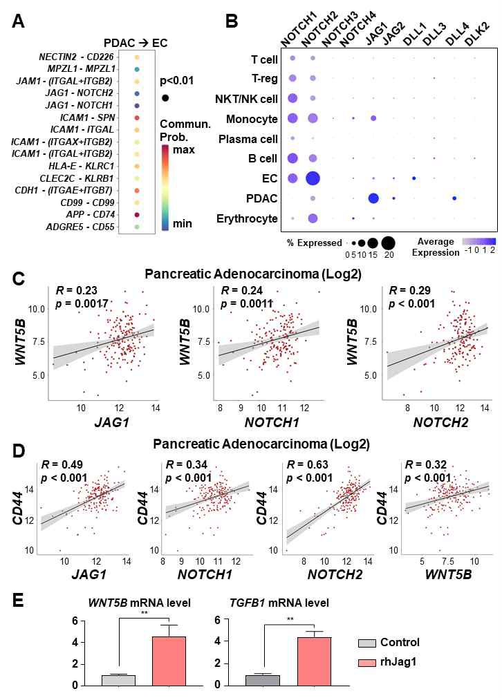 WNT5B and TGFB1 levels regulated via the JAG1/NOTCH pathway. (A) Significant ligand-receptor pairs from PDAC and ECs in the single-cell RNAseq. (B) Bubble plot showing the levels of the NOTCH receptor family (NOTCH1, NOTCH2, NOTCH3, and NOTCH4) and ligands (JAG1, JAG2, DLL1, DLL3, DLL4, and DLK2) in different cell types. (C) Pearson correlation analysis for WNT5B with JAG1, NOTCH1, and NOTCH2 mRNA levels in human pancreatic adenocarcinoma (N = 178) from TCGA data. (D) Pearson correlation analysis for a CIC biomarker (CD44) with JAG1, NOTCH1, NOTCH2, and WNT5B mRNA levels in human pancreatic adenocarcinoma (N = 178) from TCGA data. (E) Quantification of WNT5B and TGFB1 mRNA levels with rhJAG1 in ECs (**P < 0.05, Mann-Whitney U test). (JI Choi et al. Theranostics, 2022 May)