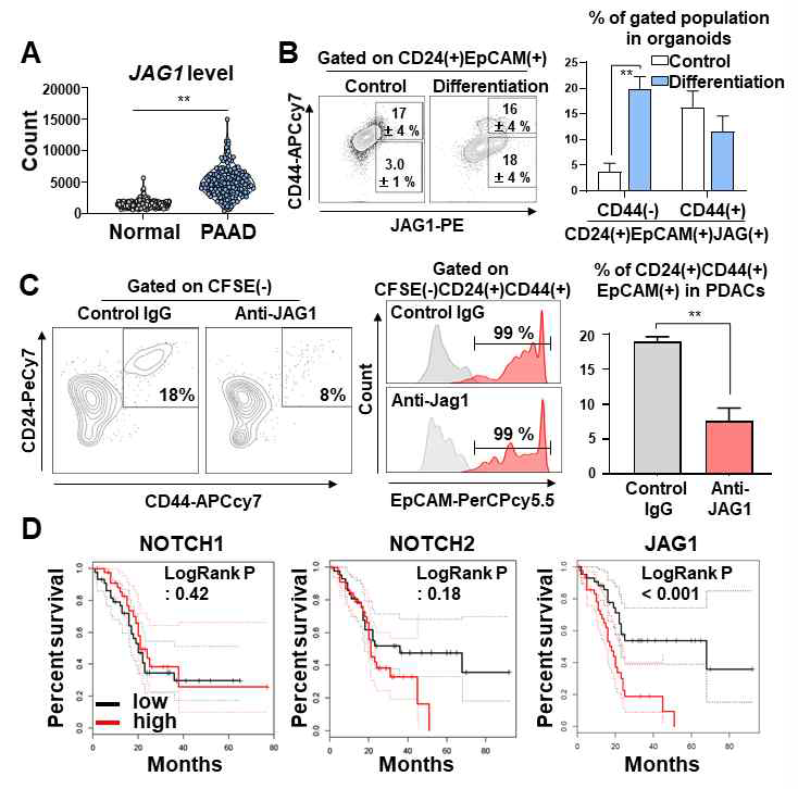 JAG1 on cancer cells plays important role in plasticity. (A) Analysis of the JAG1 mRNA level in the normal pancreas samples from the GTEx dataset and the PAAD TCGA dataset using recount3 (**P < 0.05, T-test). (B) (Left) FACS plot showing an analysis of the CD24(+)CD44(-)EpCAM(+)JAG1(+) and CD24(+)CD44(+)EpCAM(+)JAG1(+) populations in human pancreatic cancer organoids and differentiated organoids. (Right) Quantification of the CD24(+)CD44(-)EpCAM(+)JAG1(+) and CD24(+)CD44(+)EpCAM(+)JAG1(+) populations in the indicated groups (N = 3 biological replicates, **P < 0.05, Bonferroni's multiple comparisons test). (C) (Left) FACS plot showing CFSE(-)CD24(+)CD44(+)EpCAM(+) CICs after co-culture of PDAC organoid derived CD44(-) differentiated cancer cells and CFSE-labeled HUVECs for treatment with control IgG and JAG1-neutralizing antibody. (Right) Quantification of the CFSE(-)CD24(+)CD44(+) CICs in the indicated groups (N = 3 biological replicates, **P < 0.05, Mann-Whitney U test). (D) Overall survival analysis according to NOTCH1, NOTCH2, and JAG1 expression levels using TCGA data. (JI Choi et al. Theranostics, 2022 May)