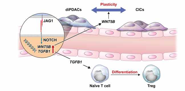 JAG1 on cancer cells plays important role in plasticity. (JI Choi et al. Theranostics, 2022 May)