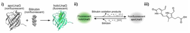 i) Scheme of bilirubin(BR)-inducible fluorescence of UnaG, ii) Proposed two-state fluorescence switching model of holoUnaG. Light-induced oxidation of BR inside of holoUnaG by dissolved oxygen turns off the fluorescence, whereas the reverse reaction is purely affected by freely diffusing BR in solution. iii) BR oxidation product identified by PSI MS and LC/MS/MS analyses