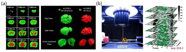 API MS법을 이용한 3차원 이미징 사례. (a) DESI MS를 이용하여 뇌의 여러 절편을 2차원으로 이미징하여 그 이미지들을 합쳐 3차원으로 재건한 예. (b) LAESI MS 장치의 그림 및 이를 통해 얻은 식물 조직상 대사물질의 3차원 분포 이미지