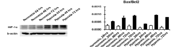 Hypoxia 대표마커인 HIF1의 발현과 세포사멸 분석결과