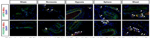 회수 조직 내 이식 세포의 생존 및 혈관내피세포 특이적 마커 발현의 비교