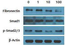 Recombinant BMP의 human TM cell 에서의 작용