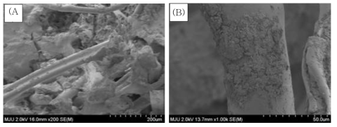 A-CSTR에서 100일간 가동시킨 섬유 담체의 biofilm 모습 (A) 200배, (B) 1000배
