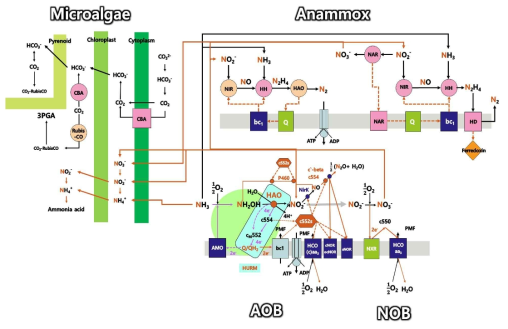 미세조류, AOB, NOB 그리고 AnAOB의 공배양 [HO: Hydrazin oxidoreductase; NOR: Nitric oxide reductase; NXR: Nitrite oxidoreductase; PMF: Proton motive force; NIR: Nitric oxide oxidoreductase; NAR: Nitrate reductase; HD: Hydrazine dehydrogenase; AOB: Ammonia oxidizing bacteria; NOB: Nitrite oxidizing bacteria; AnAOB: Anaerobic ammonia oxidation bacteria; AMO: Ammonia monooxyhenase; HAO: Hydroxylamine oxidoreductase; NR: NItrate reductase; HH: Hydrazine hydrolase] *참고문헌 Klotz and Stein, 2008; Capodaglio et al., 2016; Cao et al., 2017; Ge et al., 2015; Strous et al., 2006; Radakovits et al., 2010; Ni and Zhang 2013