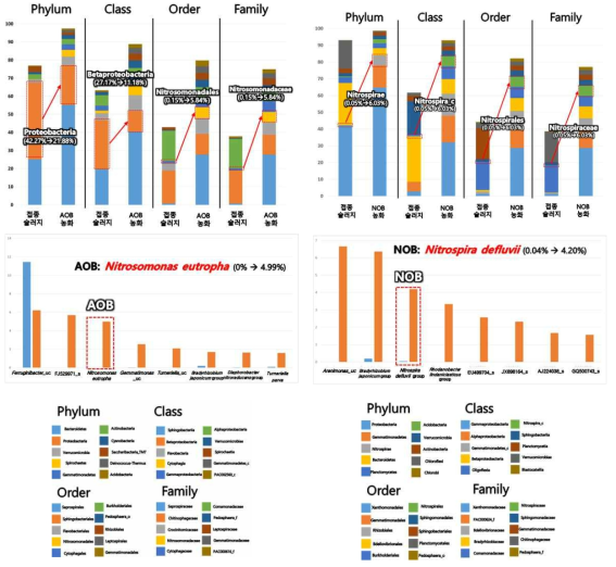 접종 sludge와 60일 농화 배양한 next generation sequencing (NGS) 결과. (a) 접종슬러지와 1번 AOB 반응기의 phylum, class, order, family, species의 비교, (b) 접종슬러지와 1번 NOB 반응기의 phylum, class, order, family, species