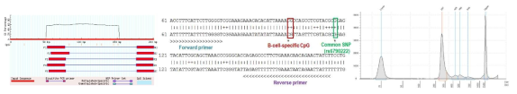 계통 특이적 CpG 및 인접한 염기다형성 (SNP) 증폭 시발체 및 multiplex bisulfit PCR