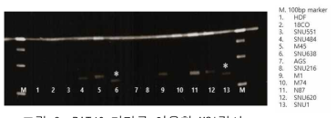 BAT40 마커를 이용한 MSI검사