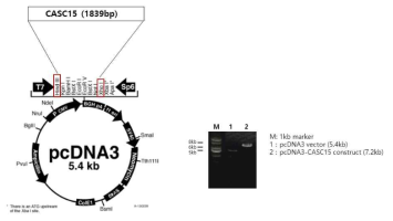 LncRNA CASC15의 발현 vector 제작