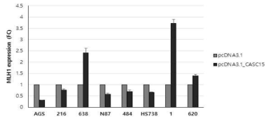 CASC15의 과발현시 세포내 MLH1의 발현양 변화 분석