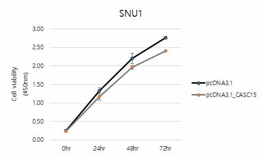 CASC15의 과발현시 SNU1 위암세포의 생존도 분석