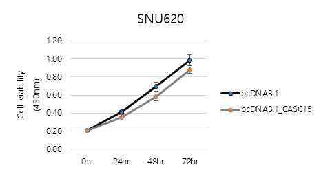 CASC15의 과발현시 SNU620 위암세포의 생존도 분석