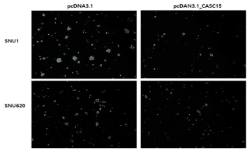 CASC15 과발현 유도 후 colony forming assay