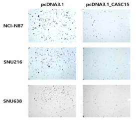 내성 위암세포주에서 lncRNA CASC15 과발현 후 세포 생존도 분석