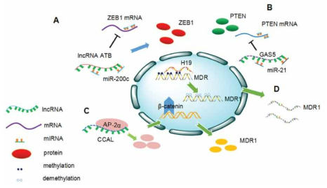 LncRNA가 관여하는 항암제 내성기전. A와B는 유방암, C는 대장암, D는 간암에서의 항암제 내성기전