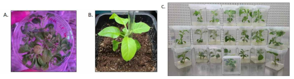 Amuc_1100, Amuc_1104 유전자가 삽입된 식물형질전환체. A, Amuc_1104 Plant transformants; B, 화분에 옮겨진 Amuc_1100 형질전환식물; C, 기내배양 중인 Amuc_1100 발현 식물체들 모습