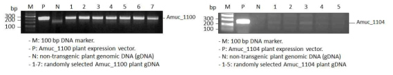 무작위로 선택된 Amuc_1100, Amuc_1104 발현 식물체의 gDNA PCR 결과
