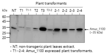 무작위로 선택한 식물 형질전환체들의 Immunoblot 실험 결과