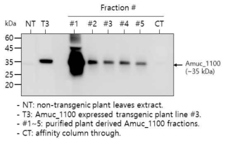 정제된 식물유래 Amuc_1100의 Immunoblot 결과