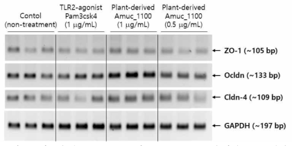식물유래 Amuc_1100의 Tight juction 유전자 PCR 결과