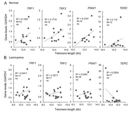 자궁근종에서 텔로미어 관련 유전자 발현과 텔로미어 길이의 상관관계 분석. 정상 조직(A)과 자궁근종 (B)에서 mRNA 수준과 텔로미어 길이간의 상관관계를 평가함 (Pearson 상관관계). ns, not significant. TRF, telomeric repeat-binding factor; PINX1, PIN2 (TERF1) interacting telomerase inhibitor 1; TERC, telomerase RNA component
