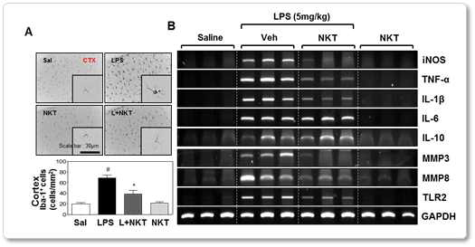 뇌염증 동물모델에서 NKT의 항염증 효과
