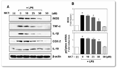 소교세포에서 NKT의 항염증/항산화 효과