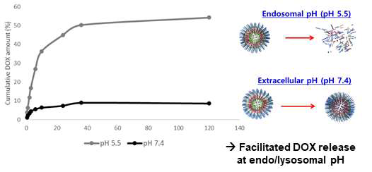 산성 및 중성 pH에 따른 독소루비신 약물 방출 거동