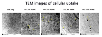 전자현미경을 이용한 미네랄 나노입자의 세포내 흡수 확인