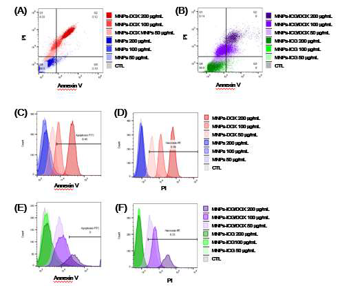 FACS 분석을 통한 apoptosis 기능평가