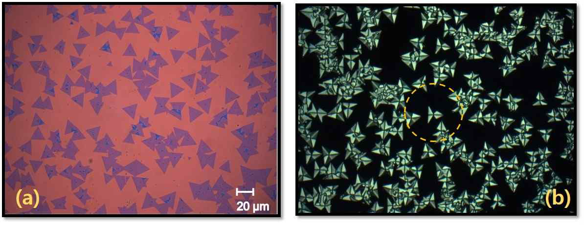 MoS2 (a) 광학현미경 사진 (b) MoS2와 레시틴 처리 기판의 셀의 LC 텍스쳐