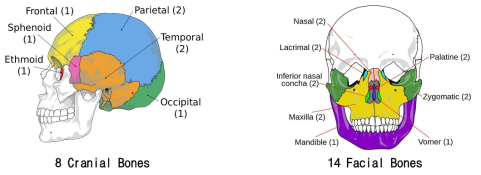 상악골 및 하악골의 해부학적 골격 구조