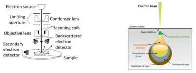 (왼) 주사전자현미경(SEM)의 구조, (오) 주사전자현미경에서 전자빔이 샘플과 상호작용할 때 발생하는 이벤트