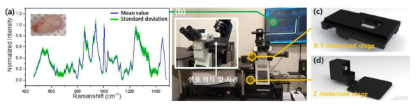 동물조직 측정 조건 최적화를 위한 (a) 정상랫트 방광조직 라만신호 획득 및 재현성 검토, (b) 라만 신호 측정환경. (c,d) 라만 이미징을 위한 motorized 샘플 스테이지 설치