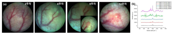 (a) 미세내시경을 통한 방광암 발생 모니터링 및 (b) 해당 주차별 urine 라만 신호 변화