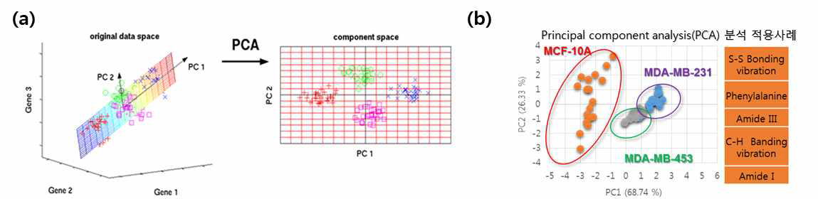 (a) 여러 차원을 가지는 복잡한 데이터를 적은 수의 주요 차원(Principal Component, PC)으로 투영시키는 PCA 알고리즘[5] 및 (b) 유방암 세포주별 라만 시그널의 PCA결과. 유방암 세포주의 PC는 우측에 기술된 Vibration mode 시그널의 기여가 컸음을 확인할 수 있었음