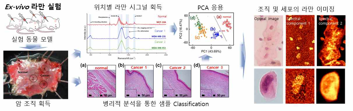 라만 분광 진단 기술 개발을 위한 Ex-vivo 실험 및 분석 개요 예시