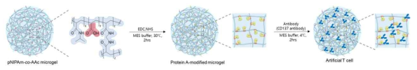 마이크로젤 인공 T세포 개발 과정
