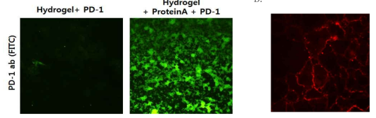 A) 면역관문 단백질인 PD-1에만 선택적으로 붙는 FITC-PD-1 항체를 이용하여 protein A 마이크로젤과 PD-1 Fc의 선택적 결합을 확인함. 마이크로젤에 Protein A 결합 없이 PD-1을 바로 결합시켜준 그룹에서 는 FITC-PD-1 항체가 확인되지 않지만 Protein A를 이용하여 결합시켜준 그룹에서는 마이크로젤에 PD-1이 존재함을 FITC-PD-1 항체의 형광 발현을 통해 확인함. B) 면역항암제 PD-L1 항체로 개질된 마이크로젤과 간암세포인 Huh-7의 결합을 형광현미경을 이용해 마이크로젤이 암세포의 면역관문 단백질인 PD-L1과 결합하고 있음을 확인